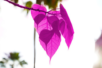 Fototapeta na wymiar Bodhi leaf 