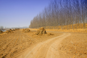 Crop straw and woods path