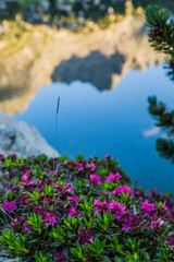 Obraz premium Summer in Aiguestortes and Sant Maurici National Park, Spain