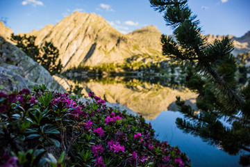 Naklejka premium Summer in Aiguestortes and Sant Maurici National Park, Spain