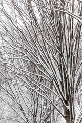 Trees Under Snow 3