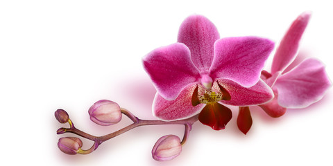 Naklejka na ściany i meble Pink Orchid with unopened buds on white background