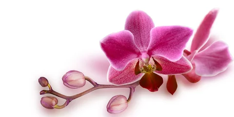 Tissu par mètre Orchidée Orchidée rose avec des bourgeons non ouverts sur fond blanc