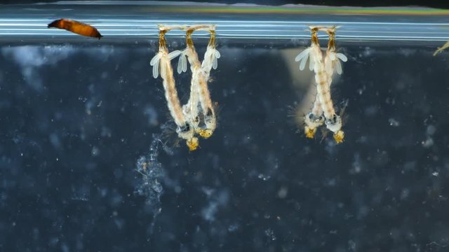 Mosquito, Larvae and Pupae in polluted water in laboratory for education.