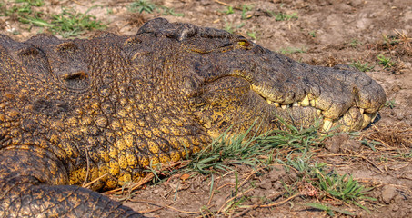 Obraz premium head shot of crocodile at side of river in botswana