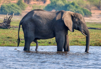 elephant in chobe river botswana