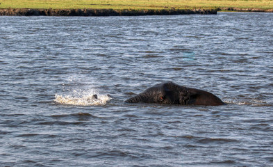 Fototapeta premium elephant swimming across chobe river just top of head and trunk showing