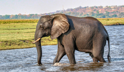 elephant walking in river in chobe reserve