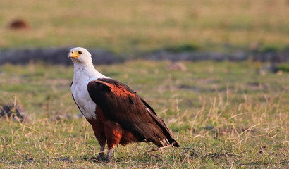 fish eagle stood at side of chobe reserve in botswana