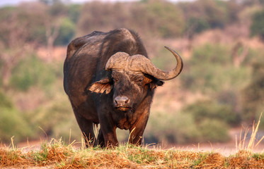 buffalo on the chobe river in botswana
