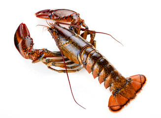 raw atlantic lobster
