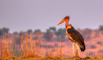 marabou stork