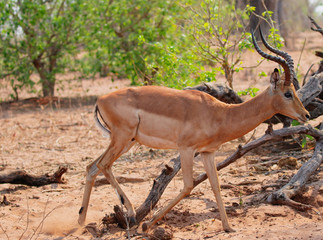 impala moving through the bush in chobe nature reserve botswana
