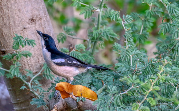 blue robin stood on a branch in zimbabwe
