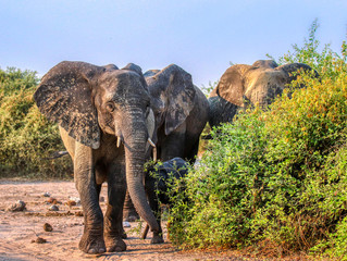 elephants in chobe nature reserve botswana