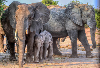 elephant family in bush in chobe reserve botswana