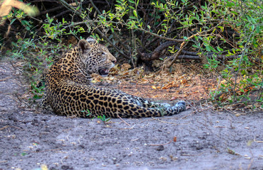 Naklejka na ściany i meble leopard laid under a bush in chobe national park botswana