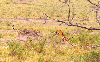 Photo series: Cheetah hunting for big Impala. The third episode. Masai Mara, Kenya (Rev.2)