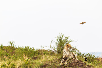 Fototapeta na wymiar Cheetah on the hill. View point in savanna. Masai Mara, Kenya (Rev.2)