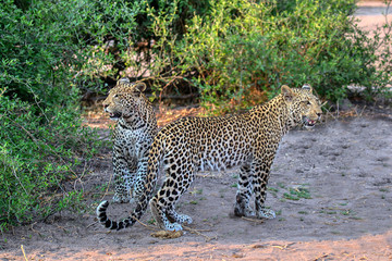 a pair of juvenile leopards in chobe national park botswana