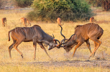 kudu stags in full rut in chobe national park botswana © bob