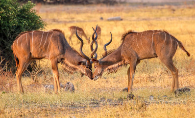 2 kudu stags rutting in chobe national park botswana
