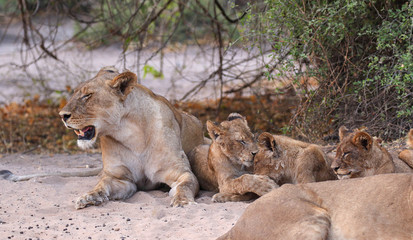 lioness and cubs playing ib chobe national park botswana
