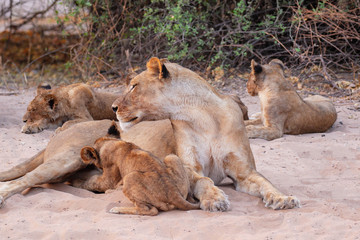 lionesses with cubs suckling in chobe national park botswana