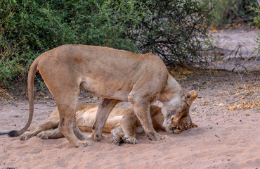 two lionesses  nuzzling together in chobe botswana