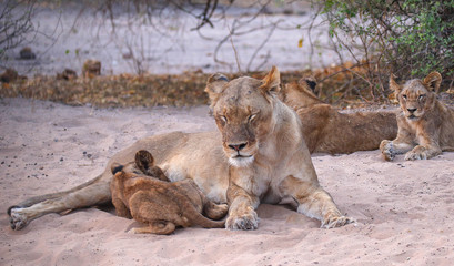 Naklejka na ściany i meble lioness with cub feeding in chobe national park botswana