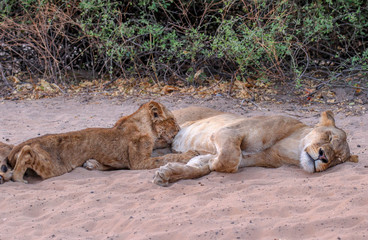 lion cub suckling off mother in chobe national park botswana