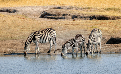 three zebras taking a drink at a waterhole in hwange zimbabwe