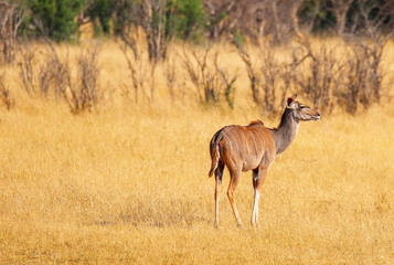lone kudu in hwange nature reserve in zimbabwe
