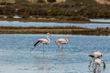 Flamingos in Delta de l'Ebre Nature Park, Tarragona, Spain