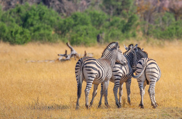 three zebras huddled together in hwange reserve in zimbabwe