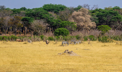 Fototapeta na wymiar landscape shot of hwange reserve in zimbabwe with zebra and kudu in distance
