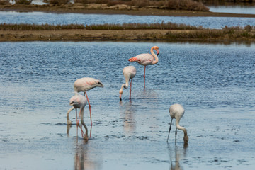 Flamingos in Delta de l'Ebre Nature Park, Tarragona, Spain