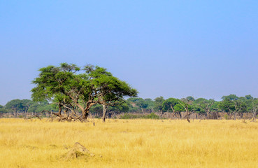 Naklejka premium landscape shot of hwange nature reserve in zimbabwe
