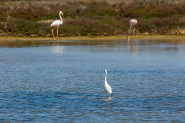 Little egret in Delta de l'Ebre Nature Park, Tarragona, Spain