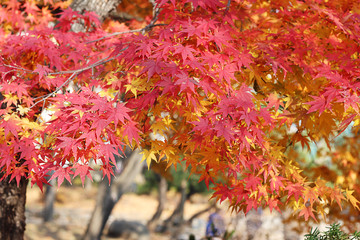 Leaves color change in South Korea.