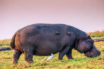 hippopotamus  grazing in chobe nature reserve botswana