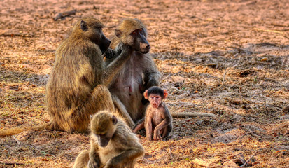 family of babbons in chobe nature reserve botswana