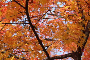 Leaves color change in South Korea.