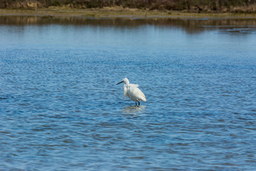 Fototapeta na wymiar Little egret in Delta de l'Ebre Nature Park, Tarragona, Spain