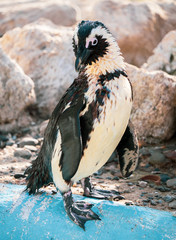 African penguin standing on the rock after swimming. African penguin (Spheniscus demersus) also known as the jackass penguin and black-footed penguin.