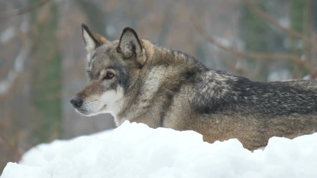 gray wolf lies and looks