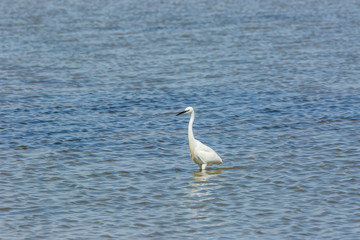 Little egret in Delta de l'Ebre Nature Park, Tarragona, Spain
