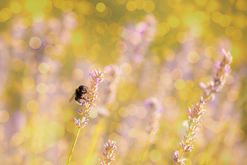 Bumblebee in Lavaneder field