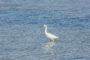 Fototapeta na wymiar Little egret in Delta de l'Ebre Nature Park, Tarragona, Spain
