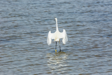 Little egret in Delta de l'Ebre Nature Park, Tarragona, Spain